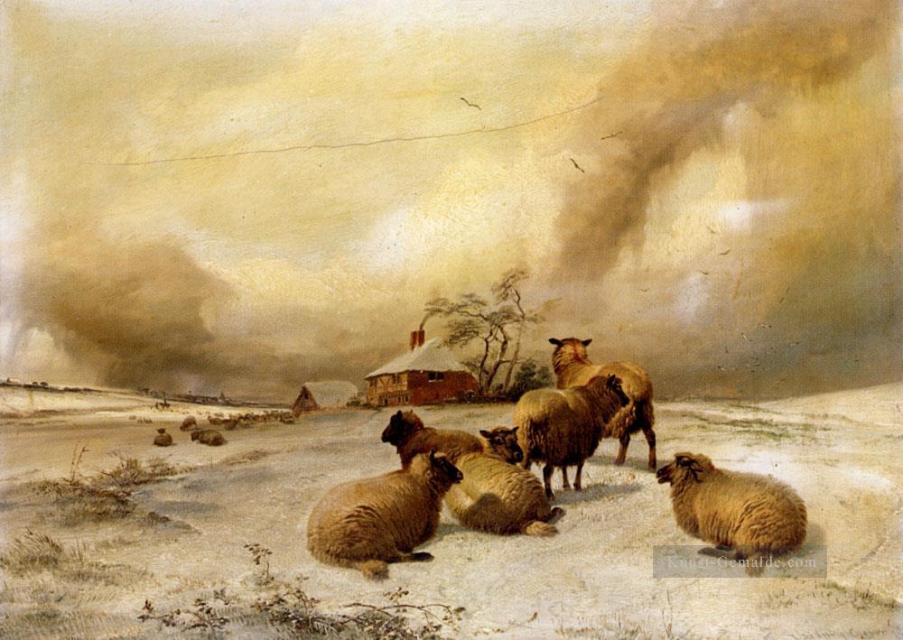 schaf In Einem Winter Landschaft Schaf Bauernhof Tiere Thomas Sidney Cooper Ölgemälde